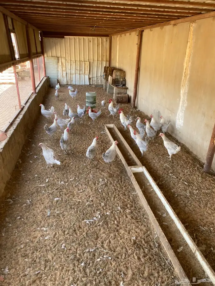 دجاج فيومي المنيوم بياض 1