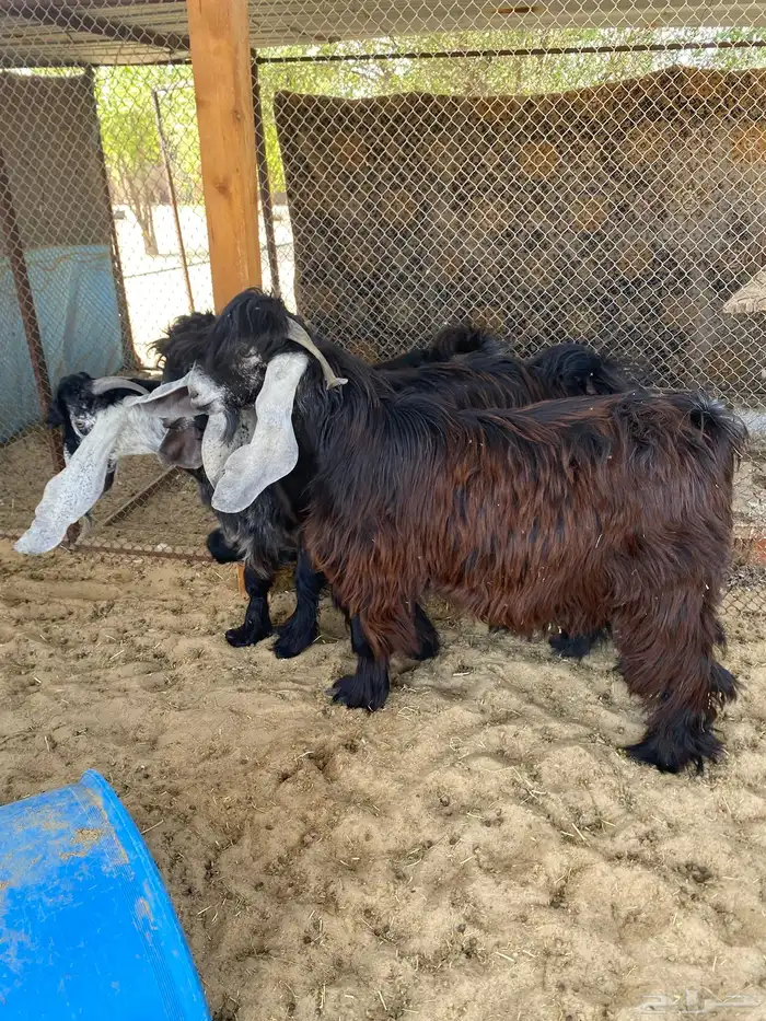 تيوس عوارض مشاريع للبيع 5