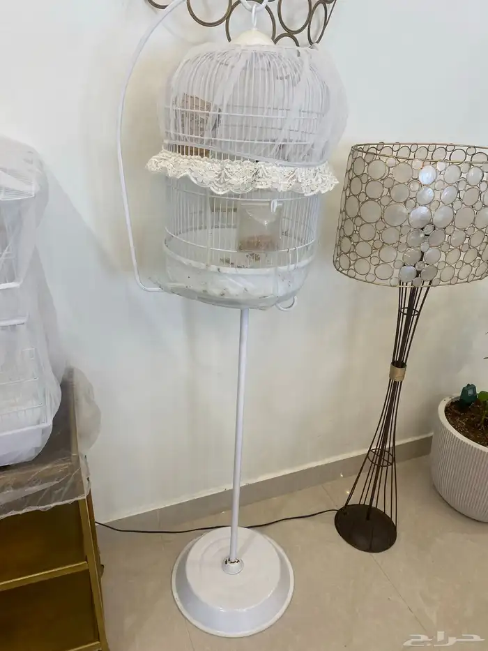 طيور زيبرا 1