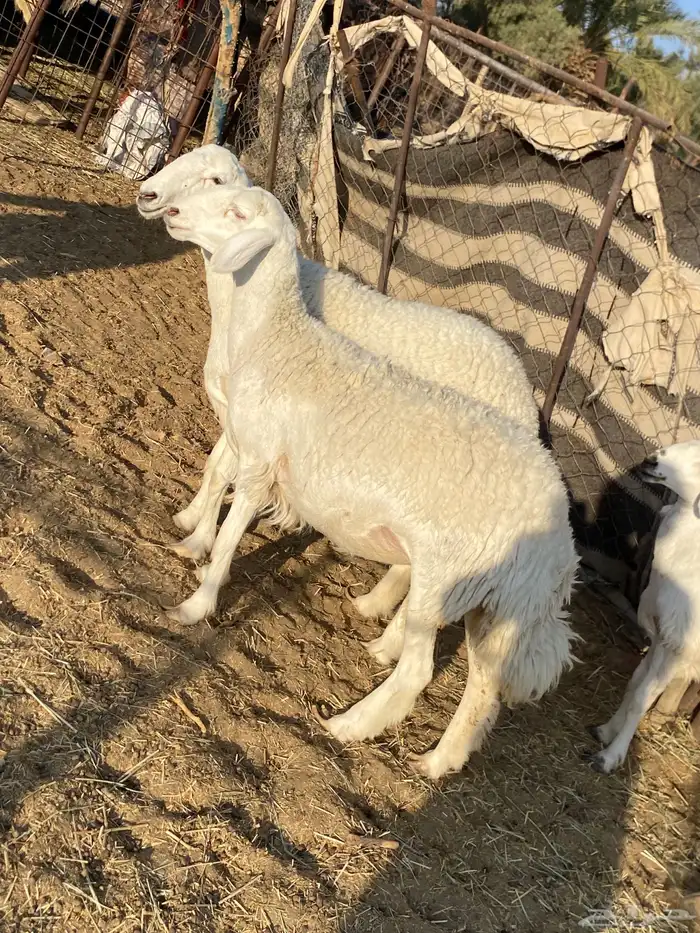 جذعات دفيع صنف الصنف 0