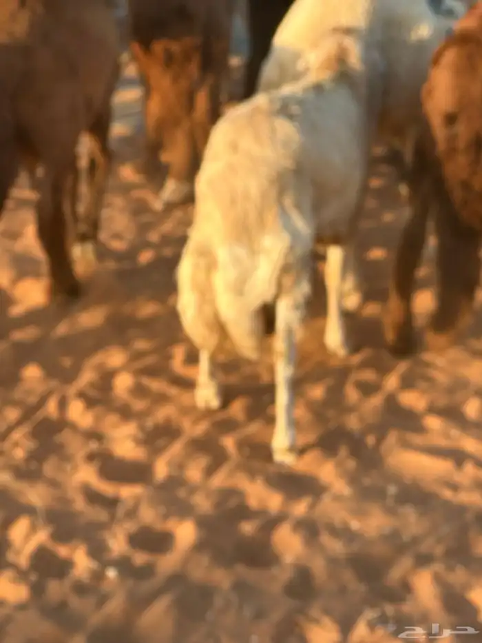 رفيد جذعان مرابي طب وتخير 50