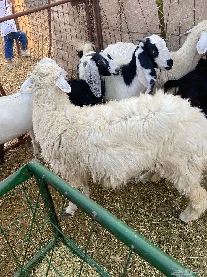 رخال 2 و 3تيوس و 3 جفار 7