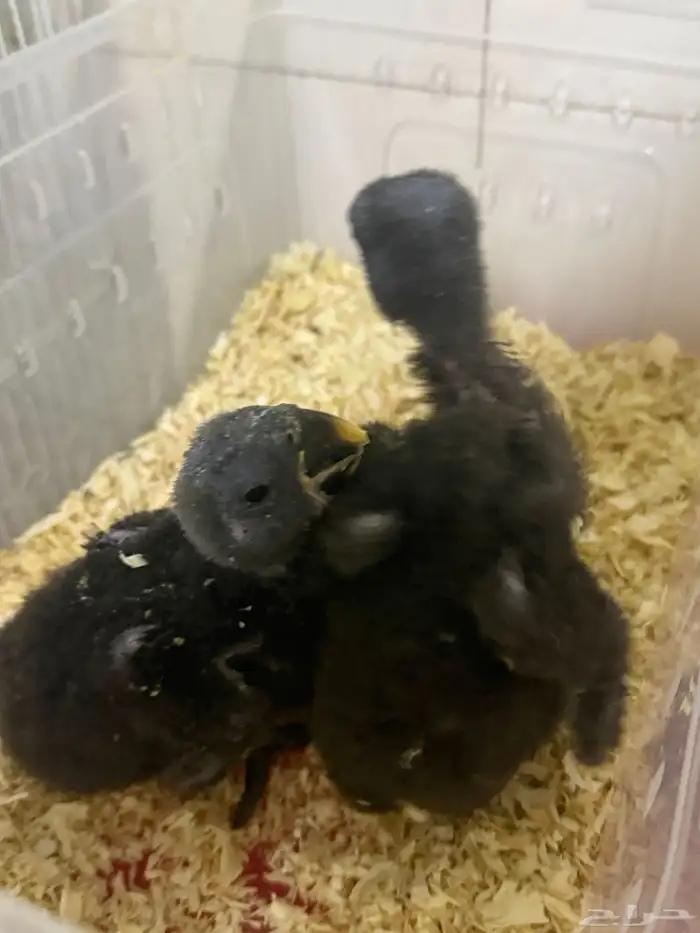 فروخ اكلوكتوس اناثي 2