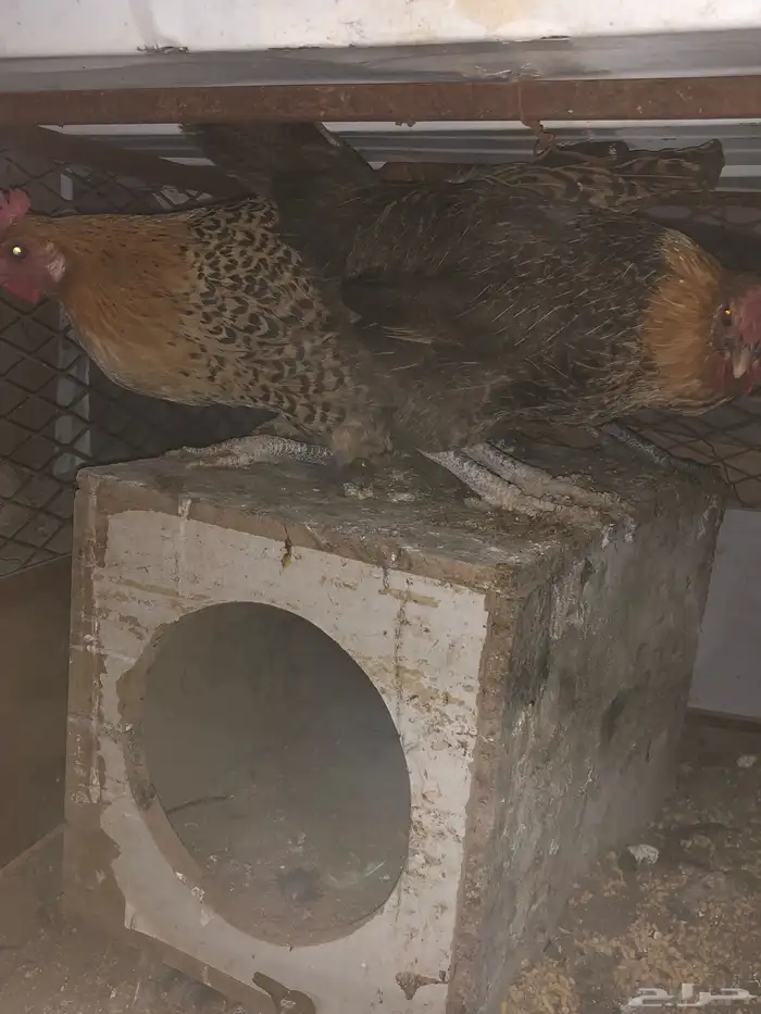 دجاج للبيع تم البيع 2