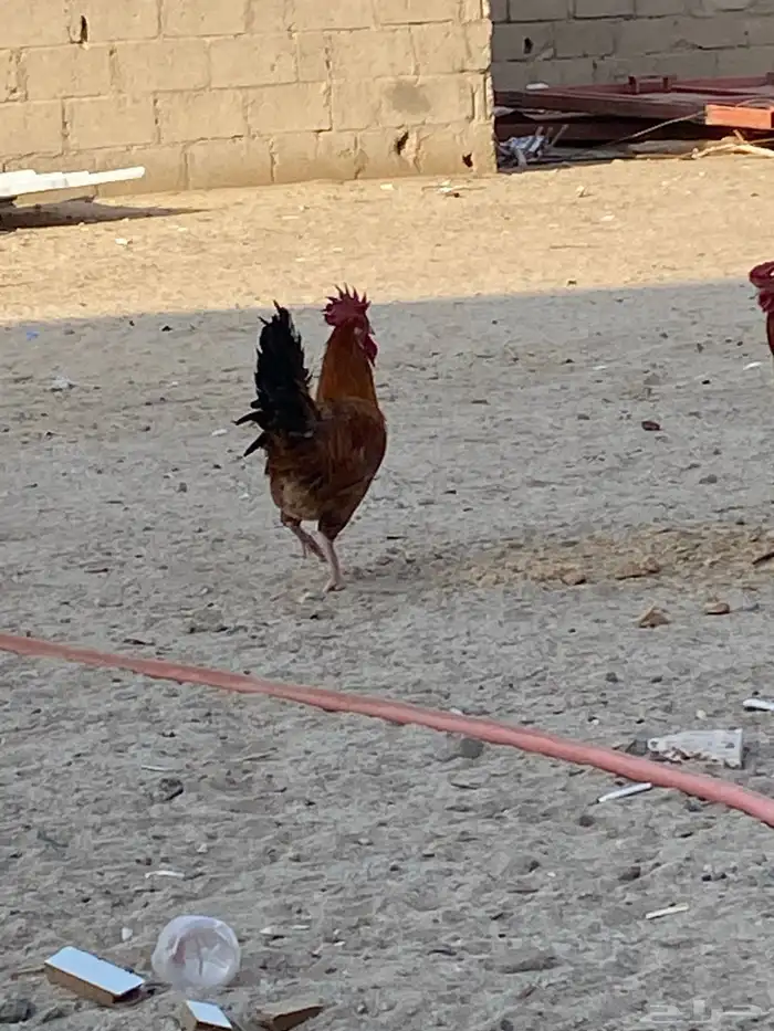 للبيع ديكين 4