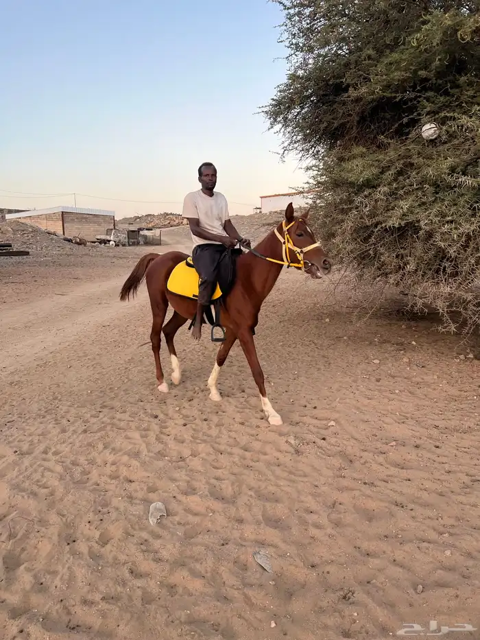 خيل شعبي مهر 3