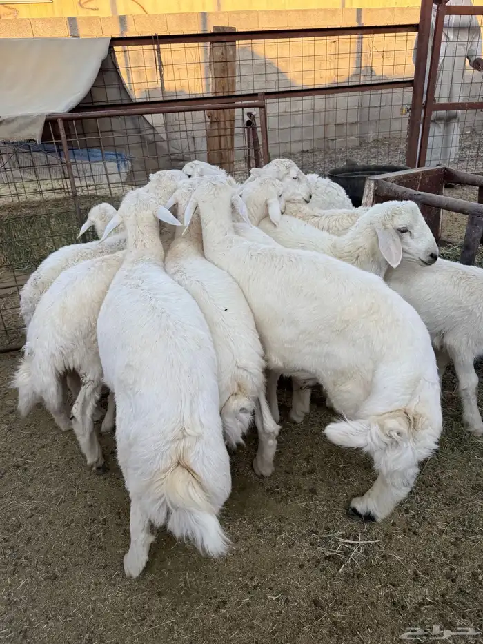 طليان وتيوس ذبايح نظيفه ع االشرط ( سلخ وتوصيل ) 0