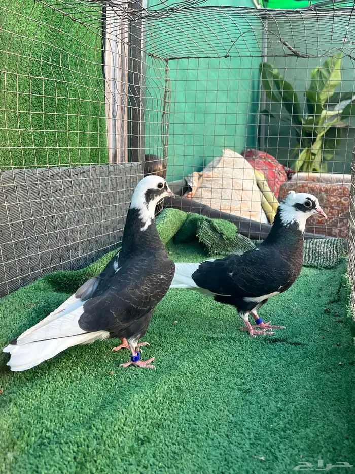 حمام قطايف طبات 2