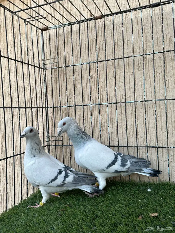 زاجل ايس جوز منتج للبيع لون فاااتح من النوادر 1