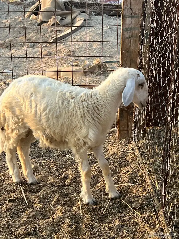 طلى شحم ) تم البيع ) 0