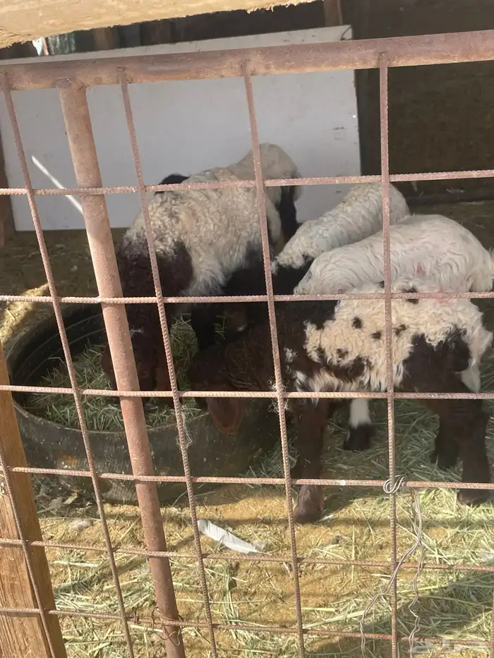 دواغير للبيع 1