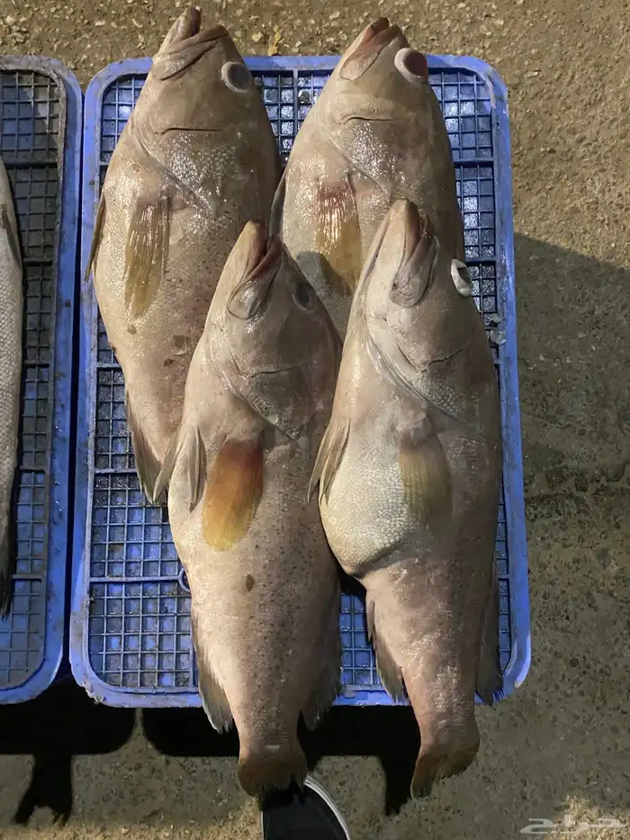 البدوح للأسماك بيع بلعروض 4