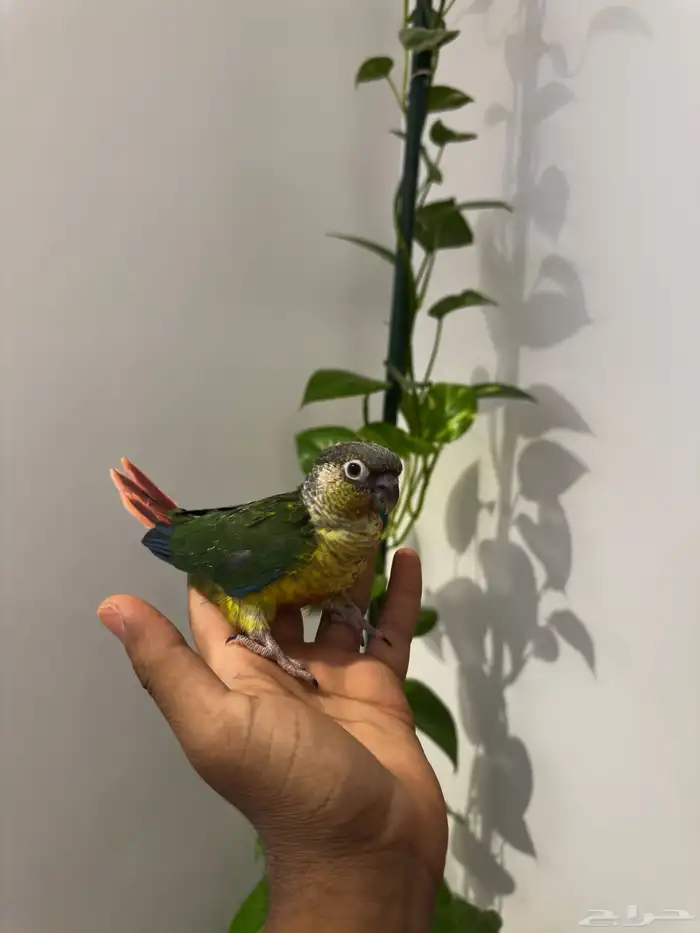 فروخ كنيور 0