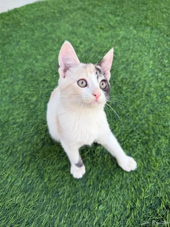 قطه للتبني 3