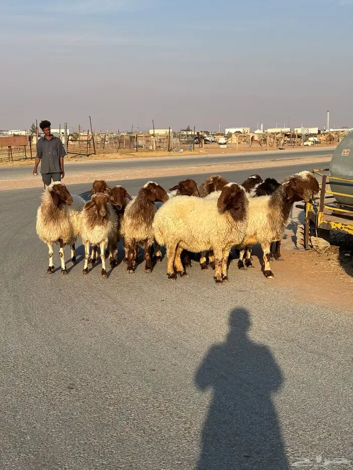 غنم نعيم دفيع شرط فحص سونار 0