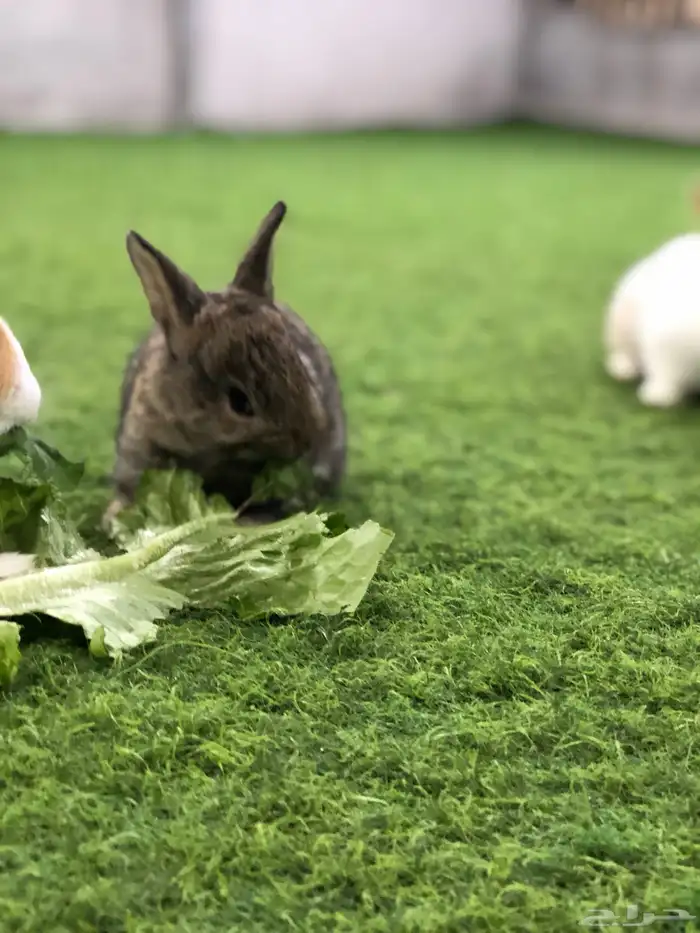 ارانب صغار 18