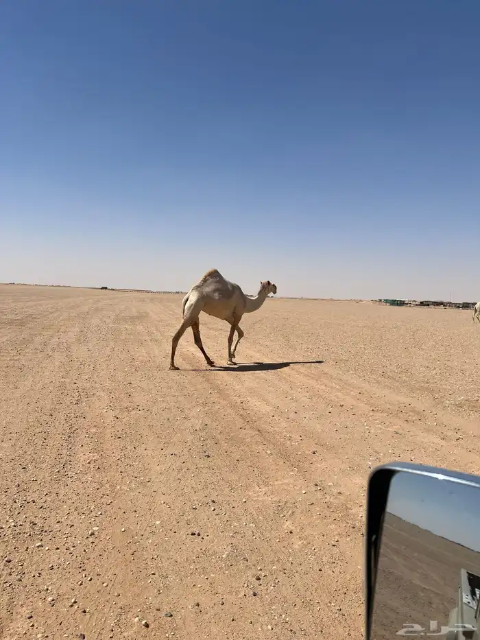للبيع بكره شقحا طيبه جدآ فوق البداوه اسن لقيه تبي تدخل جذعه 4