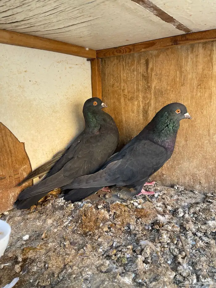 مالطي مصري 0