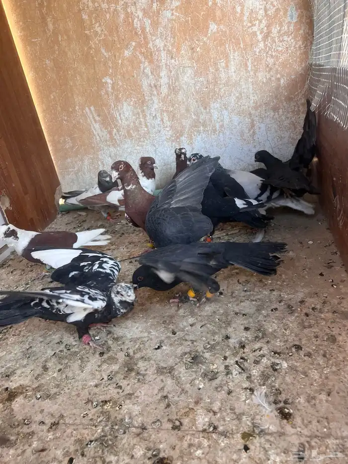 حمام شامي كش 7