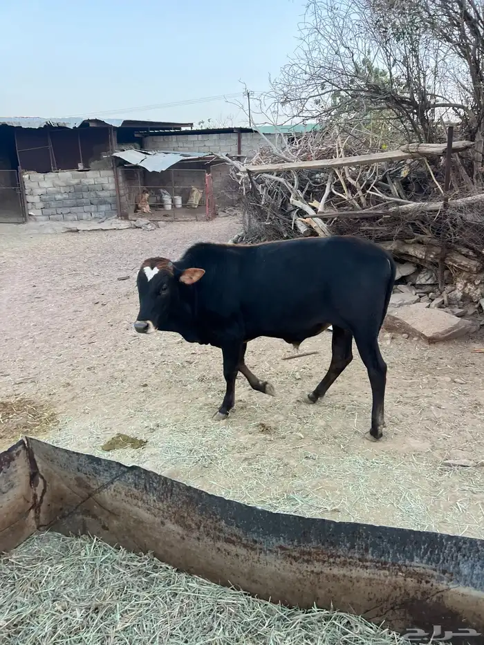 حسلان بلدي 1