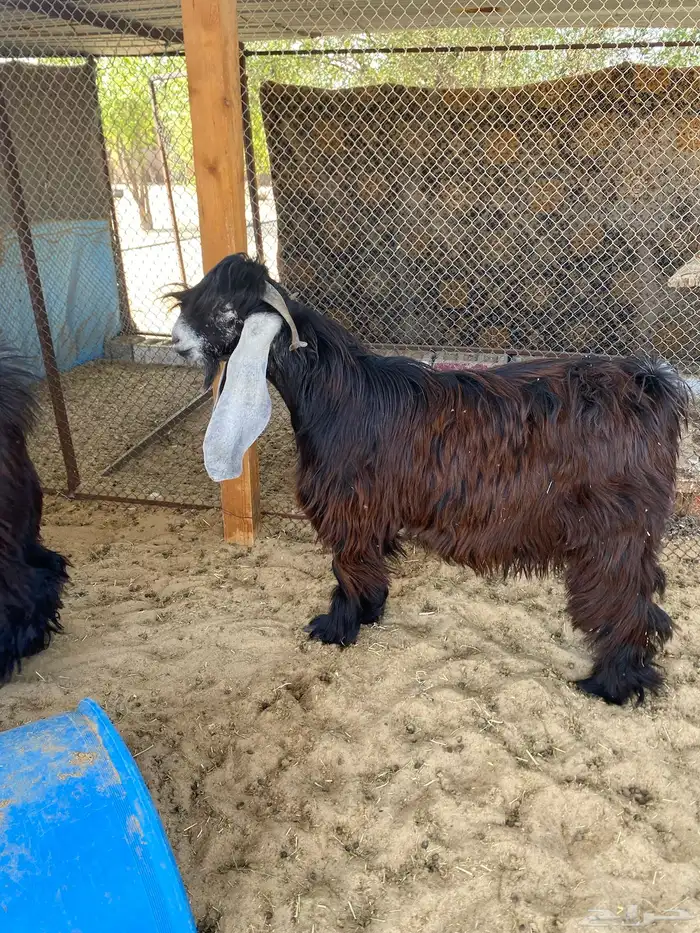 تيوس عوارض مشاريع للبيع 4