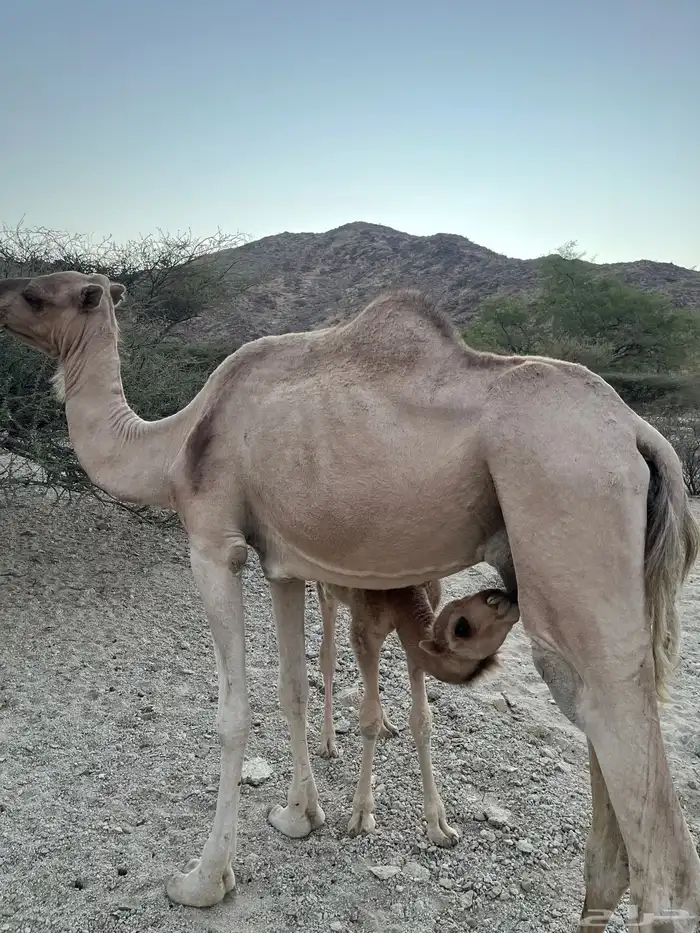 ناقه ناتي عليه قعود عينها اليسار تعبانه 0