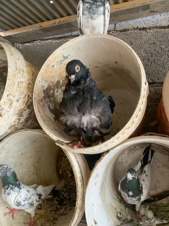 فردة حمام كشكش 0