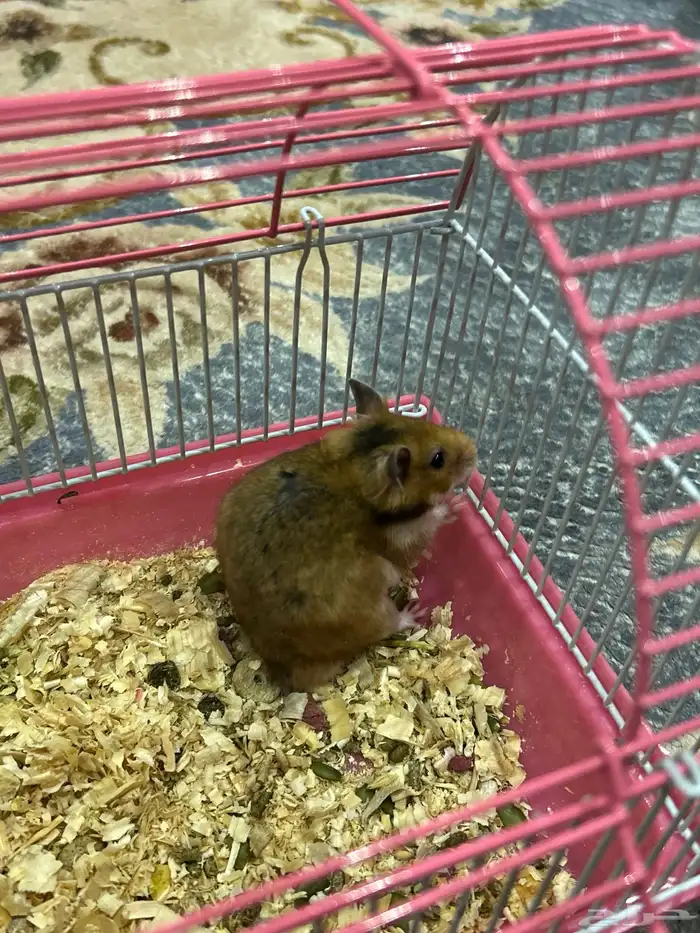 هامستر سوري 2