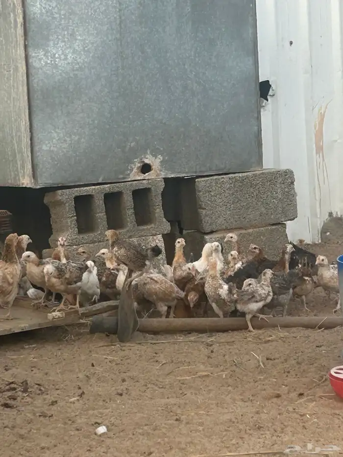 فروخ بلدي عمر شهر وا ونص 1