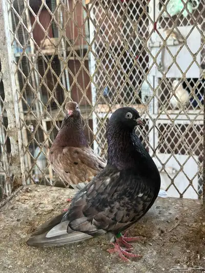 قلاب كورة ودجاج للبيع index