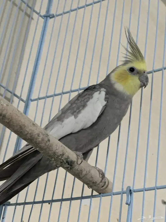 ذكر دومنت باستل فيس 2