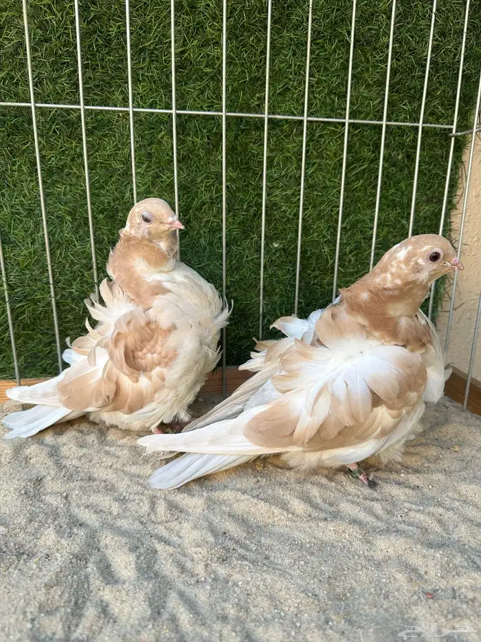 طبه كشكش دبل اوفر 1