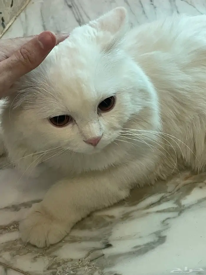 قط ذكر شيرازي للتبني 2