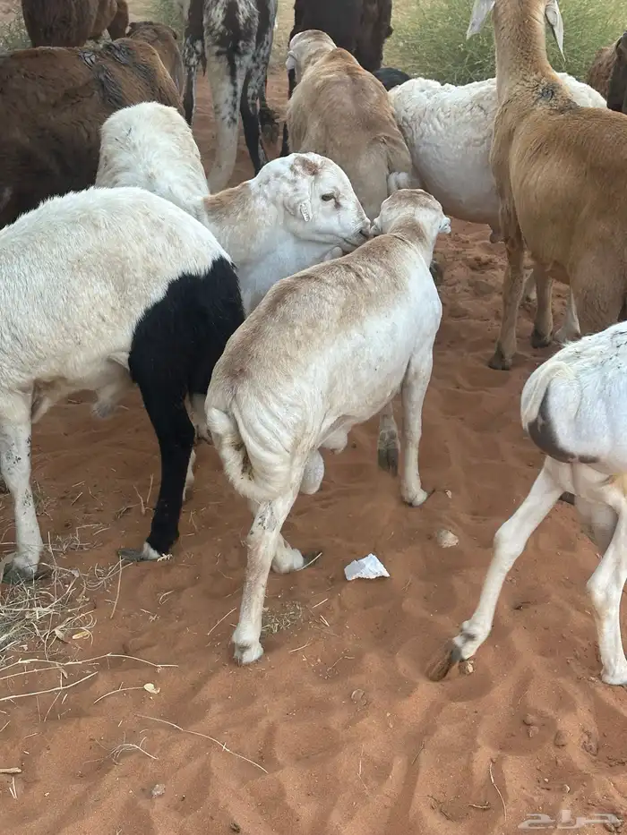 رفيديات جذعان 61