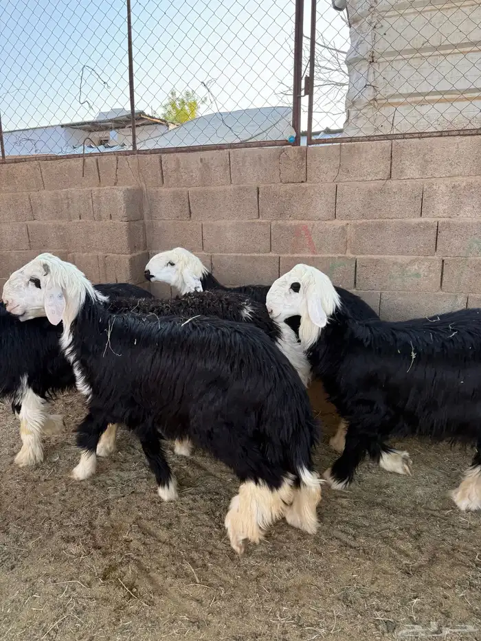 طليان وتيوس ذبايح نظيفه ع االشرط ( سلخ وتوصيل ) 3