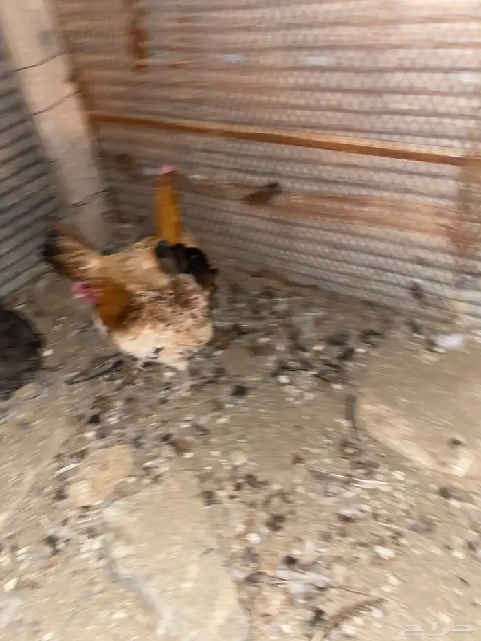 دجاج بلدي فري الوان حمر فواتح بياض شرط 6