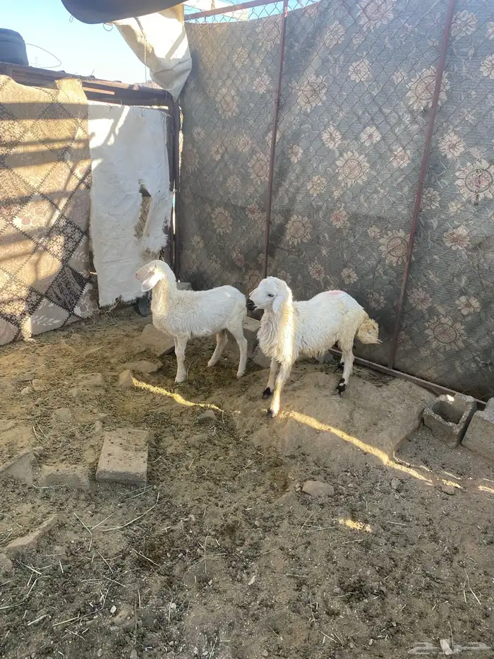 السلام عليكم للبيع اثنين من البهم 2