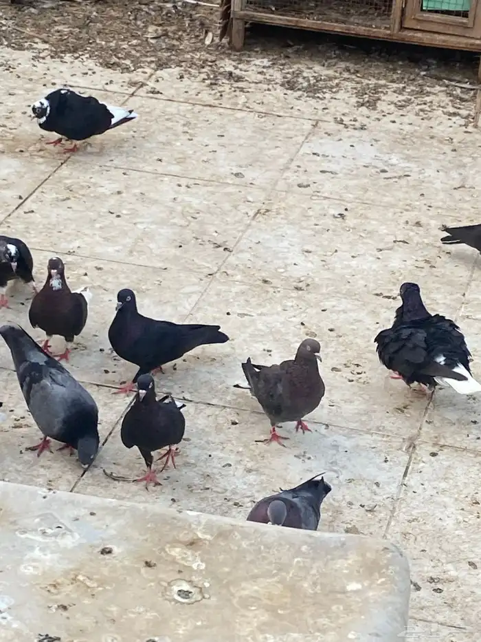 حمام قطيفي او قطايف قلاب مستوى جميل 0