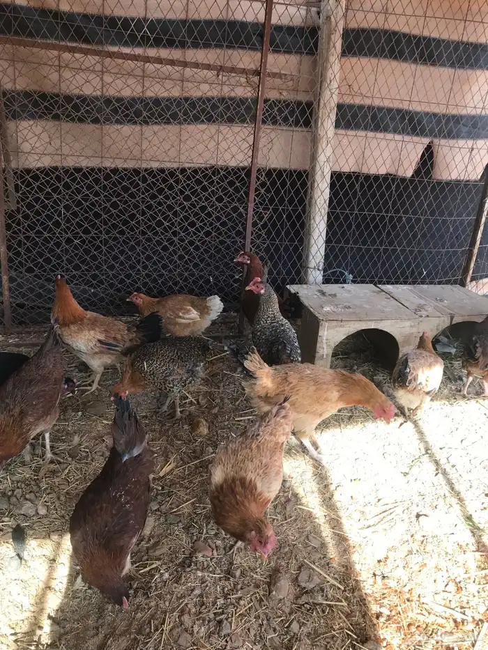 دجاج بلدي بياض 8