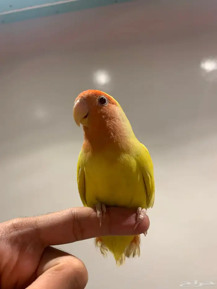 روز لاتينو رد فيس اليف 0