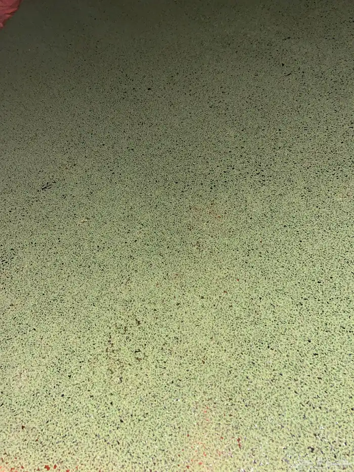 نبتة الازولا بديل الاعلاف للمواشي والطيور 1