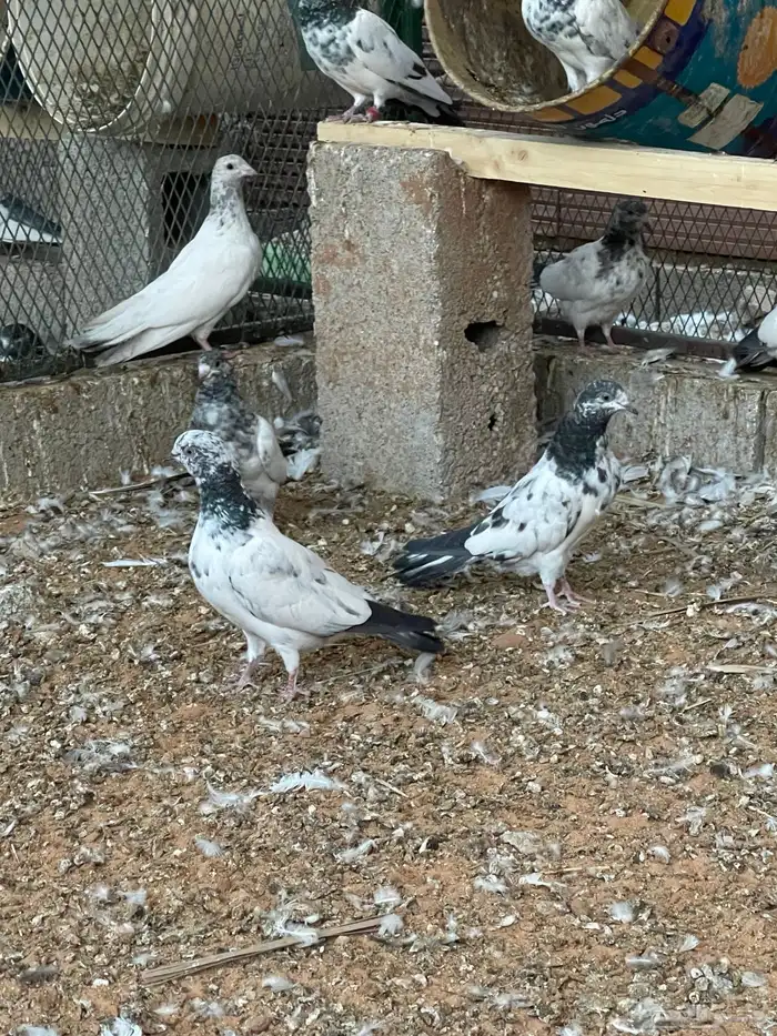 حمام هندي طبات 0