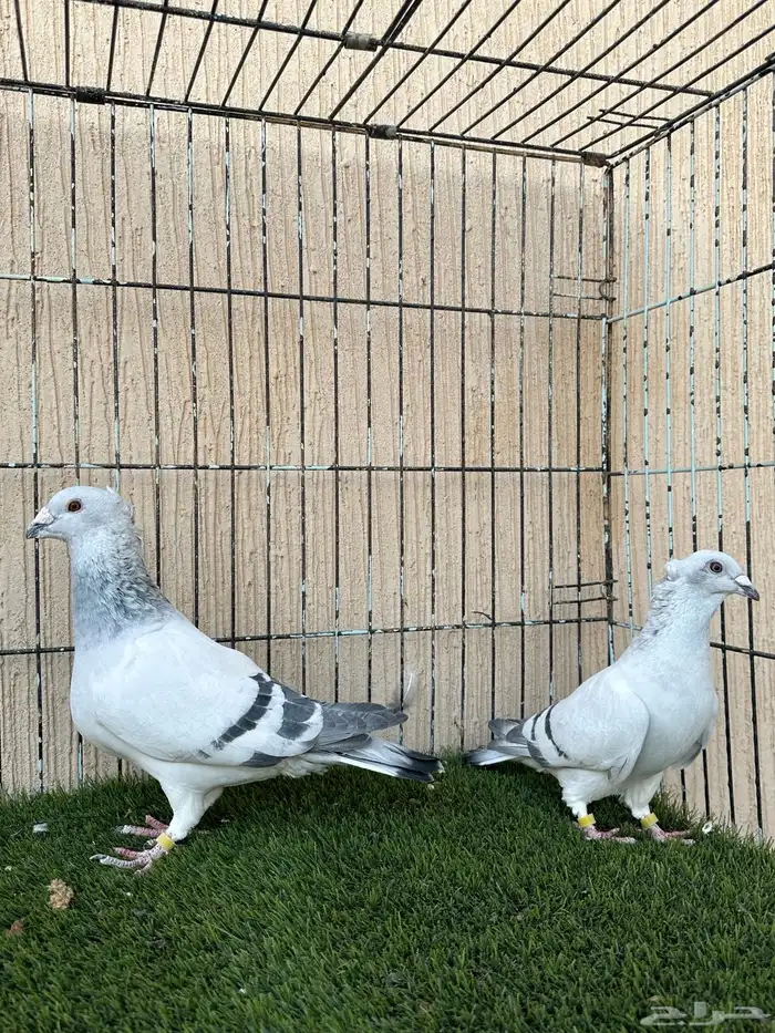 زاجل ايس جوز منتج للبيع لون فاااتح من النوادر 0