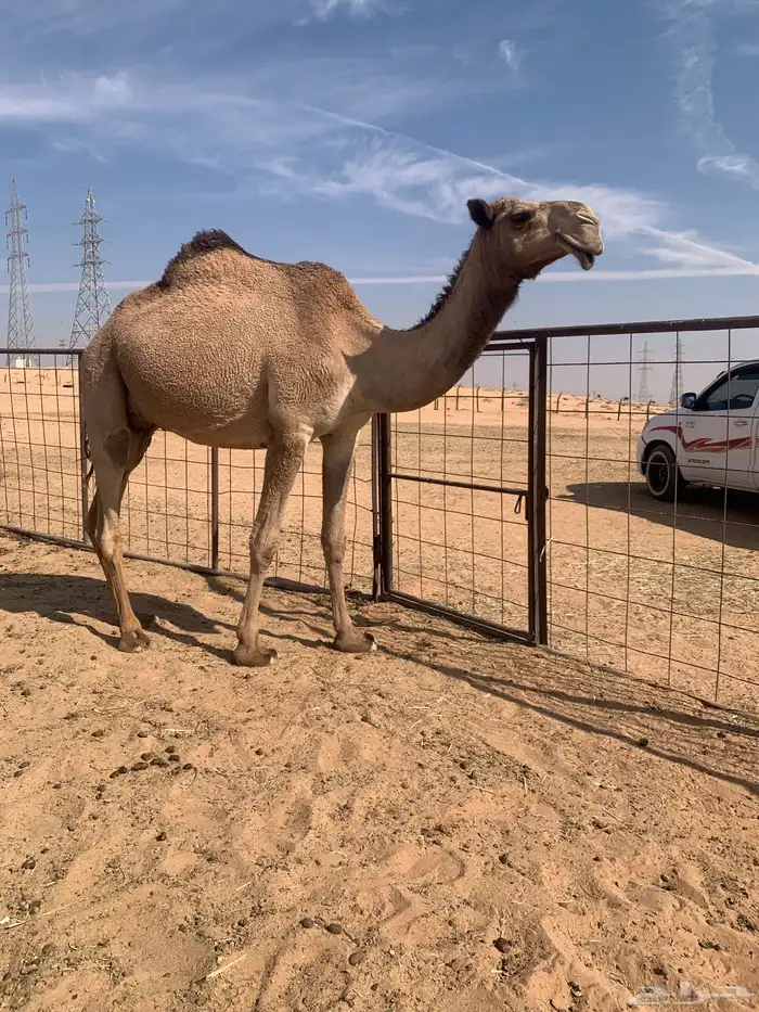 سلام عليكم ورحمة الله وبركاته 1