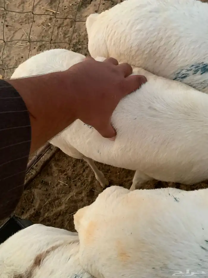 برابر مرابي شهرين مقفله 4