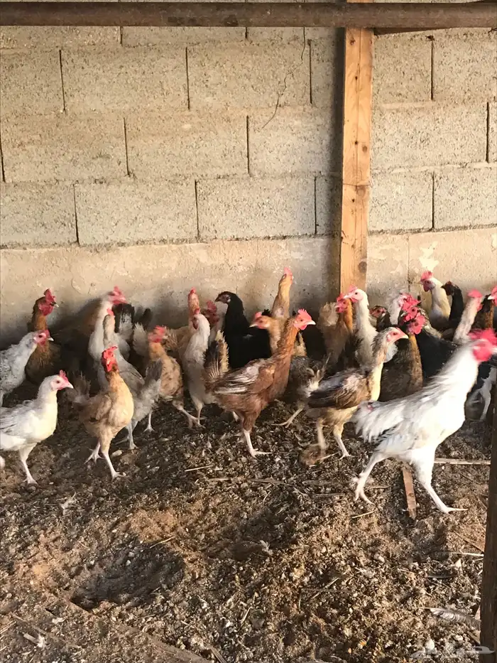 دجاج بلدي وفيومي للبيع 0