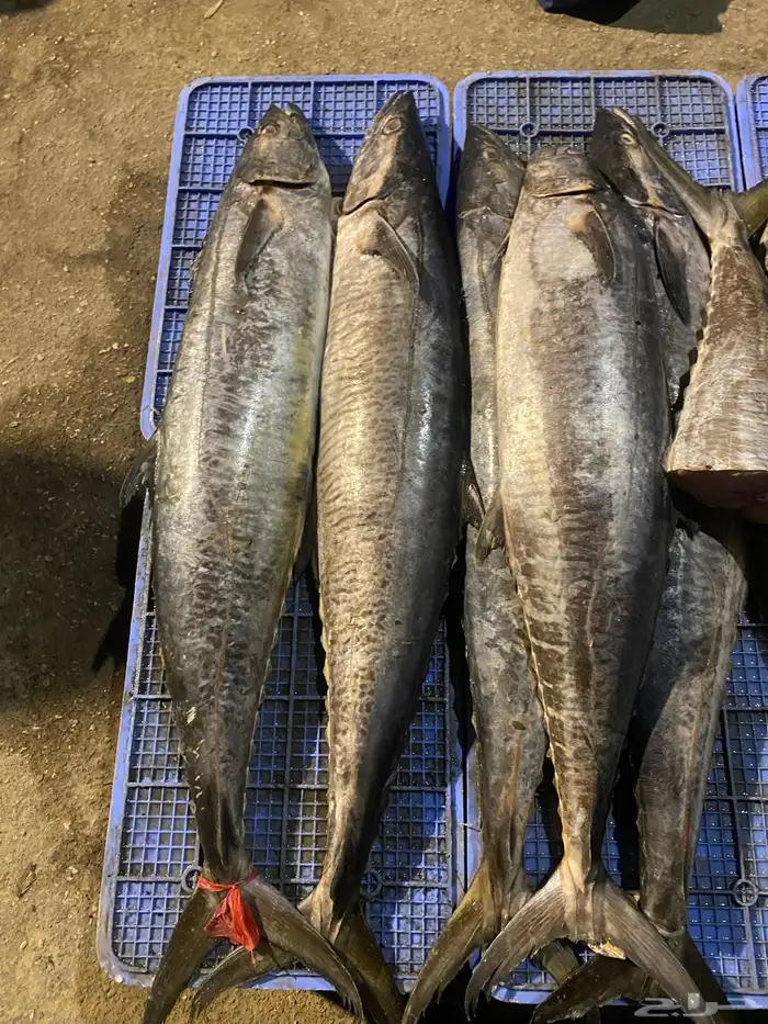 البدوح للأسماك بيع بلعروض 1