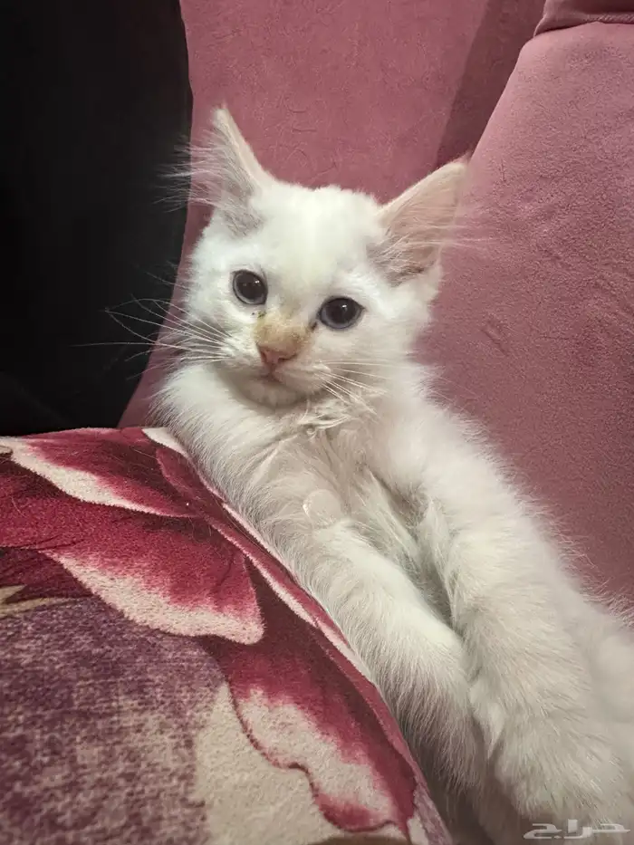 قطط للتبني مجانا 0