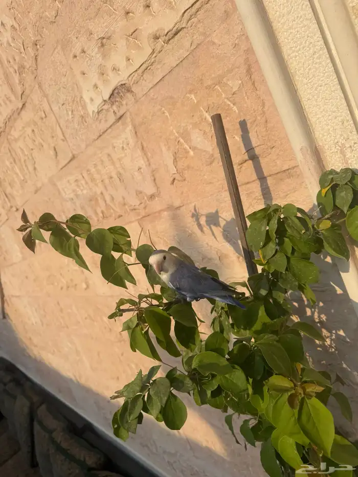 للبيع روز هدد أليف برا البيت ودخل البيت 2