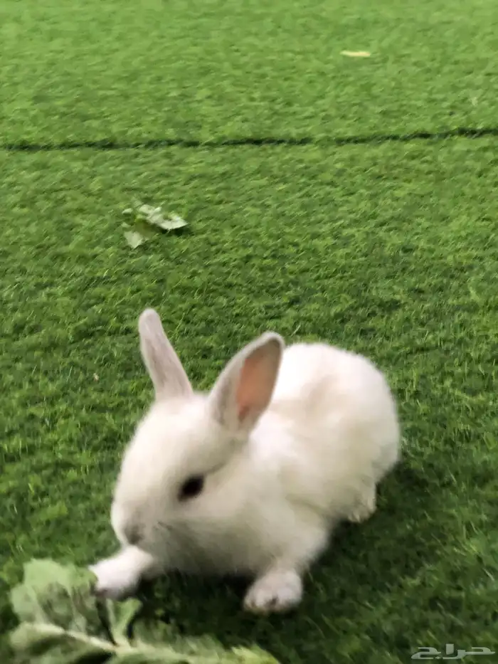 ارانب صغار 4